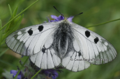 Butterfly (Parnassius mnemosyne)