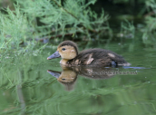 Ferruginous duck (juvenile) at Schinias wetlands