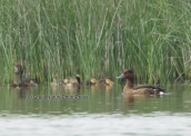 Ferruginous ducks (Aythya nyroca) at Schinias wetlands