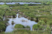 Schinias wetlands