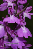 Orchid (Orchis palustris) at Schinias wetlands
