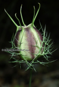 The seed capsule of the plant Nigella damascena