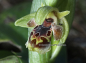 Orchid, (Ophrys umbilicata subsp. attica) at Sounio (Attica)