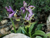 Orchids, (Ophrys tenthredinifera) at Sounio (Attica)