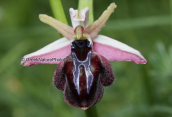 Orchid (Ophrys spruneri) at Peloponnesus