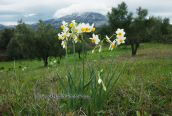 Bunchflower daffodils (Narcissus tazetta) at Evia island