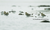 Golden plovers at Oropos lagoon