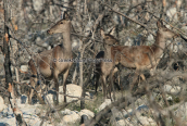 Red deers at the burned forest of Parnitha mountain