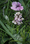 Orchid (Neotinea lactea) at Attica