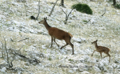 Red deer with its young at Parnitha mountain