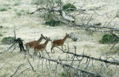 Red deers at Parnitha mountain