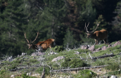Male red deers at Parnitha mountain