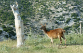 Red deer at Parnitha mountain