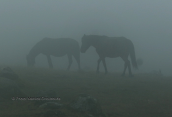Horses at fog at Rodopi mountain