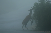 Deer at  the covered by the fog Parnitha mountain