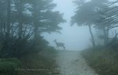 Deer at the covered by the fog Parnitha mountain