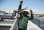 Fishing Flathead grey mullets at Kifisos river (Athens), , 