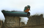 Kingfisher (Alcedo atthis) at Tritsis park(Athens)