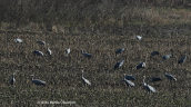 Common cranes (Grus grus) at Kerkini lake