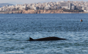 Cuvier's Beaked Whale (Ziphius cavirostris) at the beaches of the southern suburbs of Athens