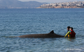 Cuvier's Beaked Whale (Ziphius cavirostris) at the beaches of the southern suburbs of Athens