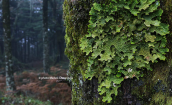 Tree lungwort (Lobaria pulmonaria) at Dirfis mountain