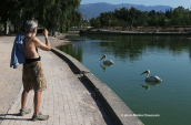 White pelicans at Tritsis park at the city of Athens