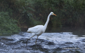 Great white egret (Egretta alba) at Kifisos river(Attica)