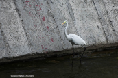 Great white egret (Egretta alba) at Kifisos river (Athens)