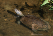 Balkan pond turtle at Attica region