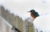 Kingfisher (Alcedo atthis) at Tritsis park(Athens)