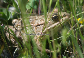Greek marsh frog (Pelophylax kurtmuelleri)