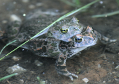 Green toads (Bufo viridis) at Parnitha mountain