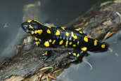 Fire salamander (Salamandra salamandra) at Dirfis mountain