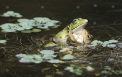 Greek marsh frogs (Pelophylax kurtmuelleri) at Parnitha mountain