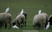 Cattle egrets on sheep