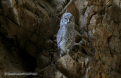 Tawny owl(young)