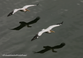 Two white pelicans flying
