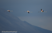 Greater flamingos flying