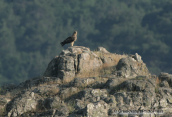 Imperial eagle at Dadia forest