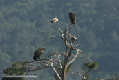 Three species of vultures in a tree