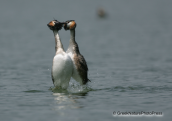 Two great crested grebes flirting