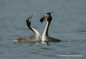 Two Great crested grebes flirting