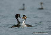 Two great crested grebes flirting