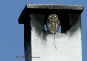 Little owl (Athene noctua) at Oropos