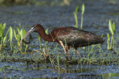 Glossy ibis (Plegadis falcinellus) at Evros delta