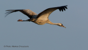 Common crane (Grus grus) at Evros delta