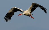 White stork (Ciconia ciconia) at Evros delta