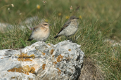 Wheatears (Oenanthe oenanthe) at Olympus mountain