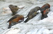 Red crossbills (Loxia curvirostra) eating lime from wall at Olympus mountain